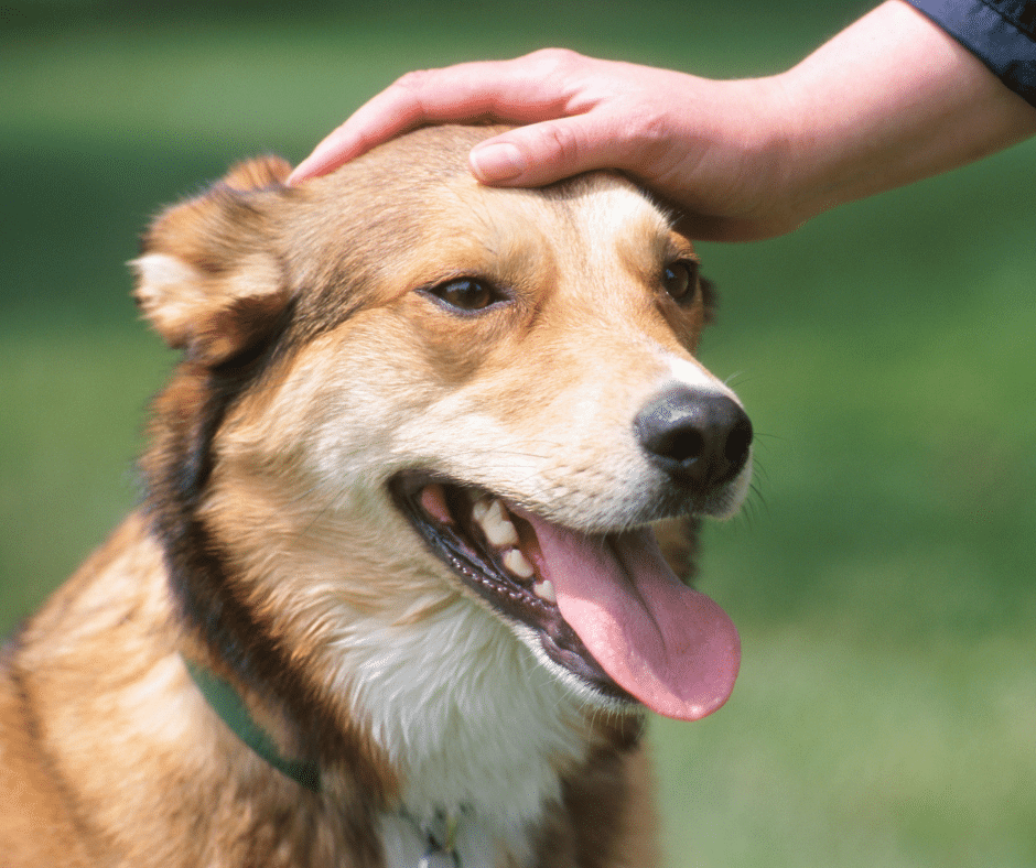 Don’t Let the Heat Sneak Up: Early Summer Hydration and Heat Safety Tips for Pets in May